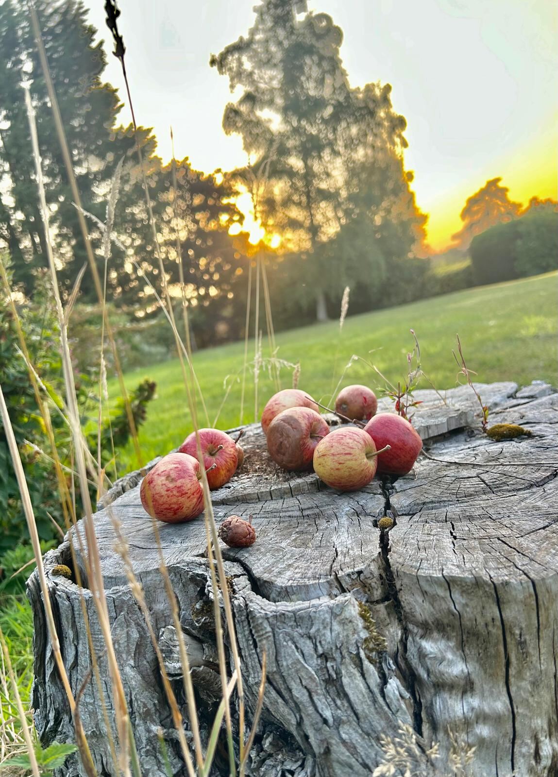 Apples from the orchard