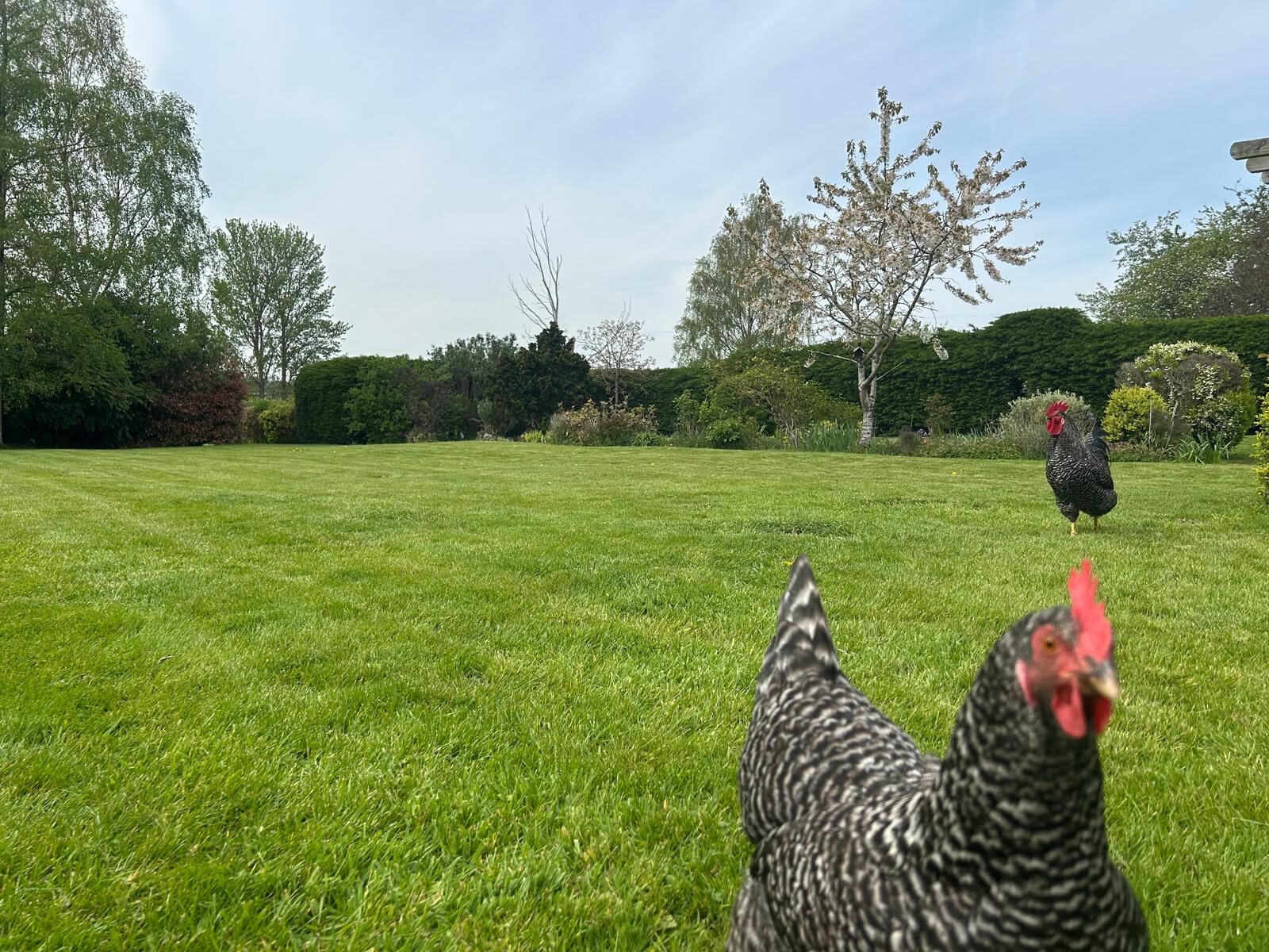 The garden chickens