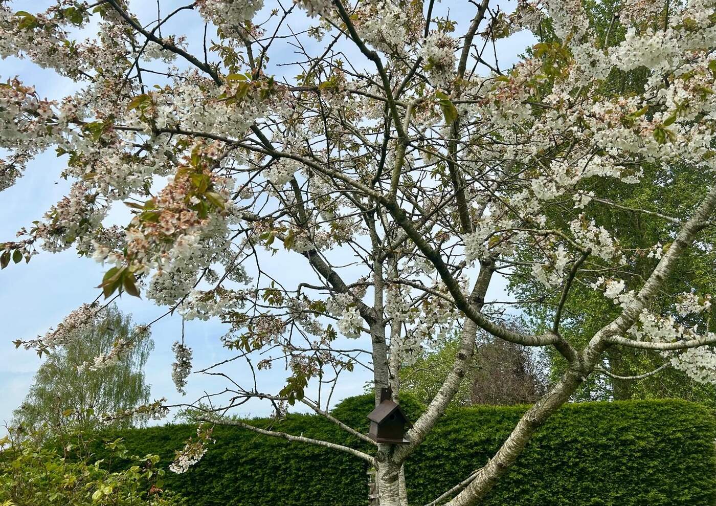 Cottage with crab apple blossom